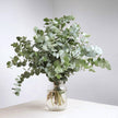 Fresh Eucalyptus Cinerea Stems