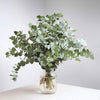Fresh Eucalyptus Cinerea Stems