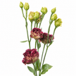 Autumn Lisianthus
