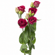 Autumn Lisianthus