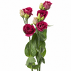 Autumn Lisianthus