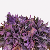 A dense cluster of ornamental foliage with rich purple, violet, and burgundy leaves, presented in a light beige rectangular planter against a clean white background.