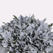 Frost White Dyed Oakleaf