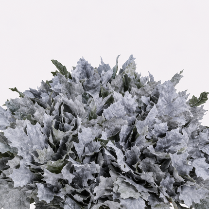 Frost White Dyed Oakleaf