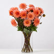 Dahlia ‘Preference’ – Apricot Peach