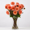 Dahlia ‘Preference’ – Apricot Peach