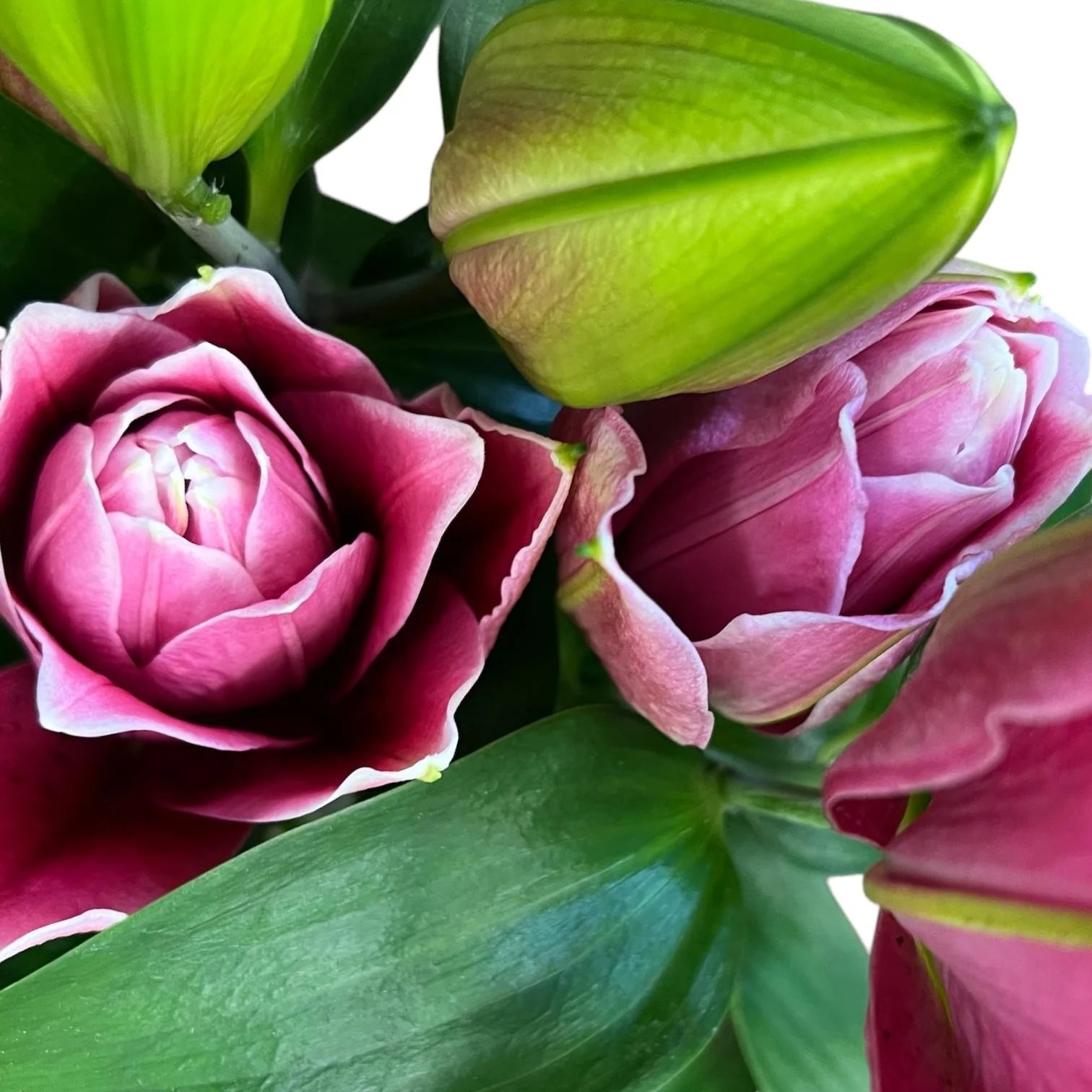 UK Grown Pollen-Free Pink Rose Lily ‘Manouska’