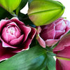 UK Grown Pollen-Free Pink Rose Lily ‘Manouska’