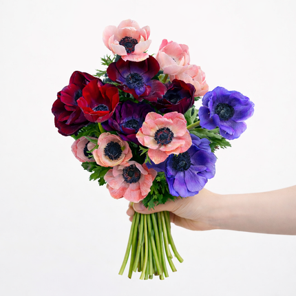 The Jewel – British Grown Anemone Letterbox