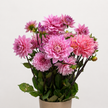 UK Grown Dahlia ‘Karma Prospero’ – Rose Pink