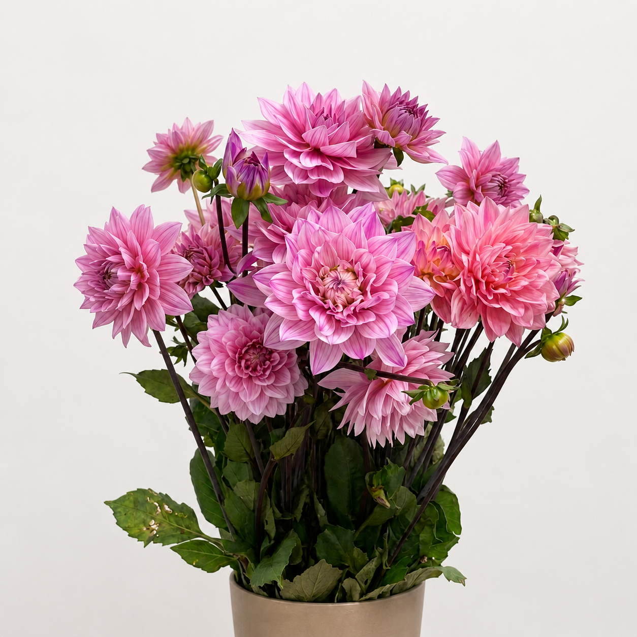 UK Grown Dahlia ‘Karma Prospero’ – Rose Pink