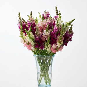 Bouquet of pink, white, and purple flowers in a clear vase on a neutral background
