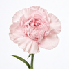 Vintage Blush Carnations