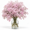 Pink Gypsophila 'My Pink'