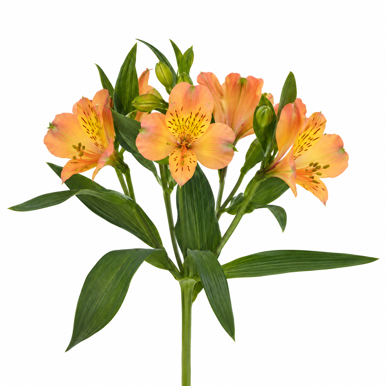 Alstroemeria - Orange