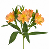 Alstroemeria - Orange