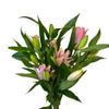 UK Grown Pollen-Free Pink Rose Lily ‘Samantha’