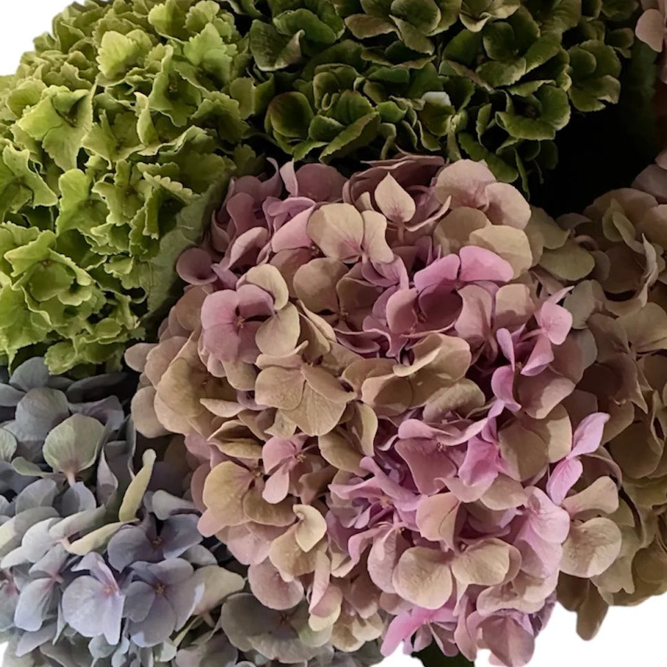 UK Grown Multicolour Hydrangea – Grower’s Choice