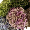 UK Grown Multicolour Hydrangea – Grower’s Choice