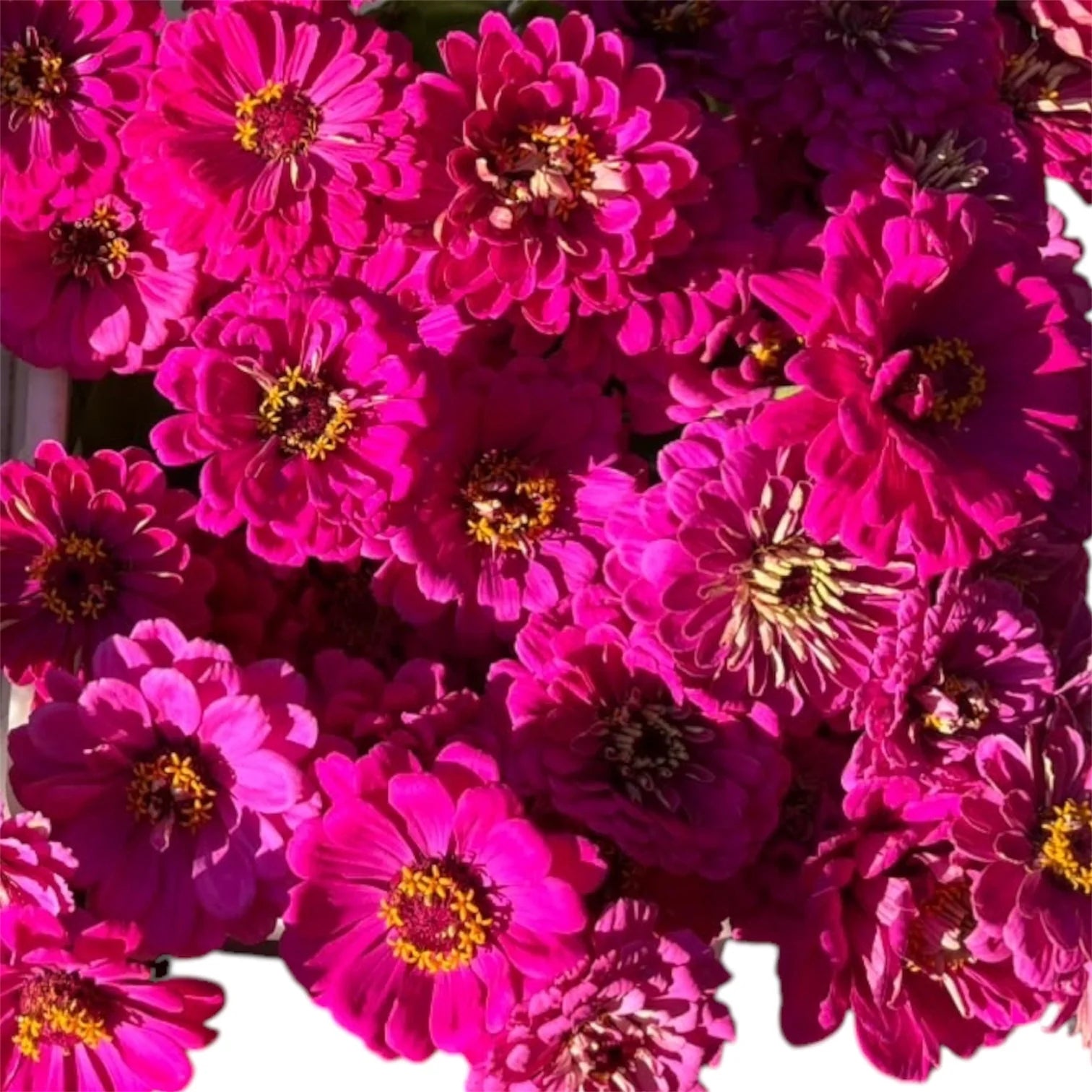 British Grown Hot Pink Zinnias