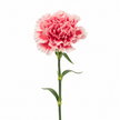 Carnation Cheerio