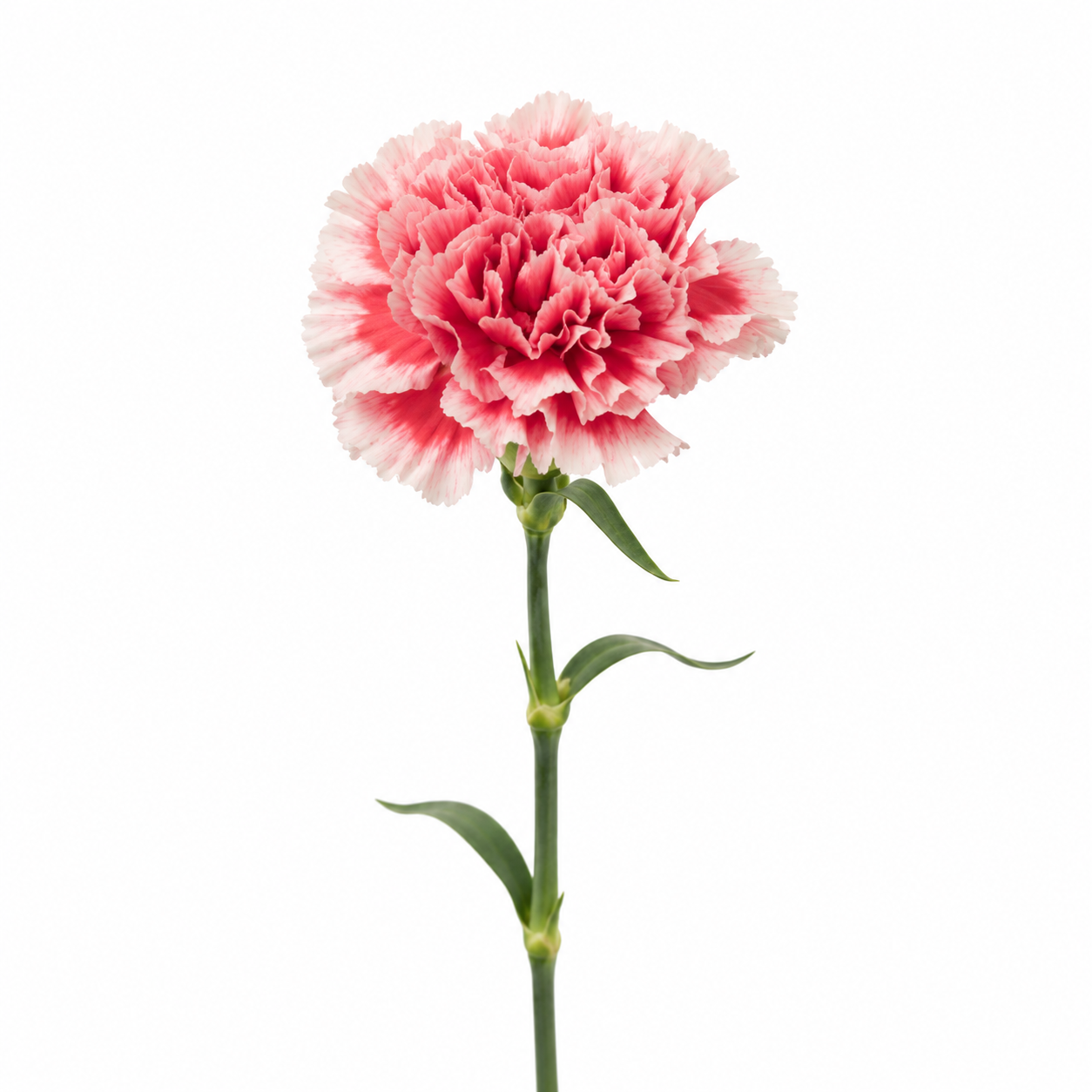 Carnation Cheerio