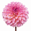 Dahlia ‘Esli’ – Soft Pink