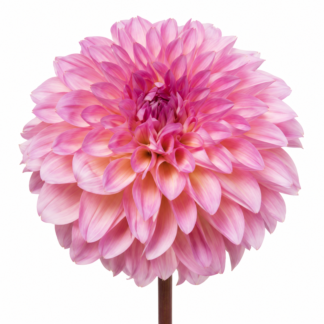 Dahlia ‘Esli’ – Soft Pink