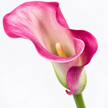 Pink Calla Lilies – Captain Romance