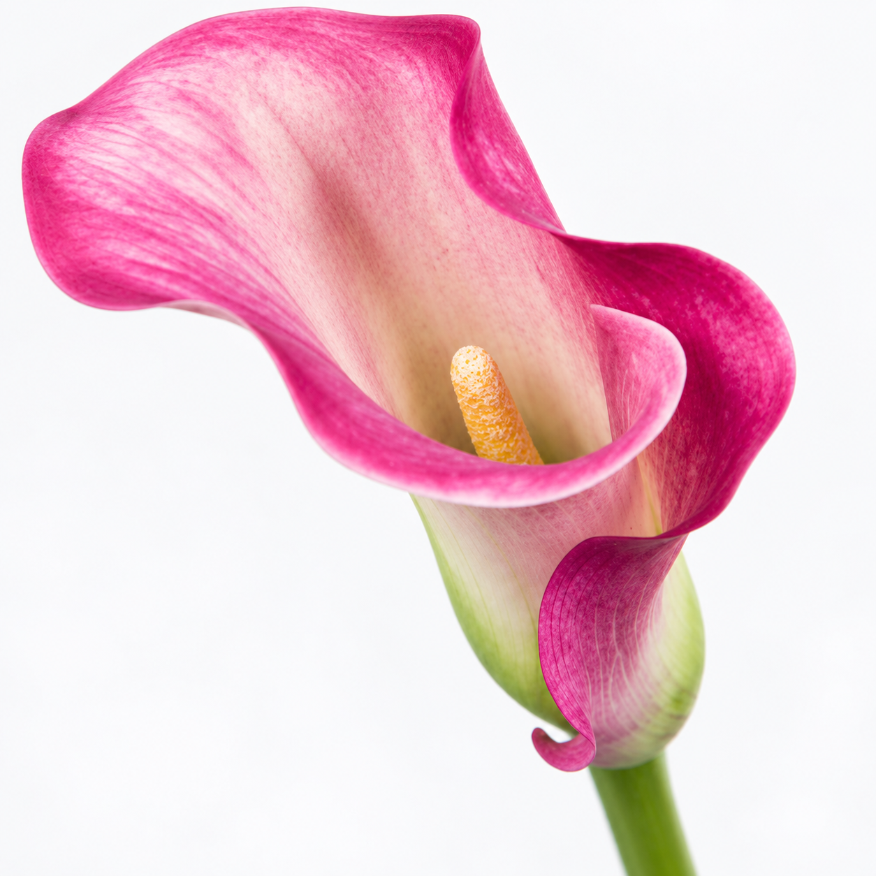 Pink Calla Lilies – Captain Romance
