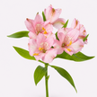 Primadonna Pink Alstroemeria