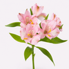 Primadonna Pink Alstroemeria
