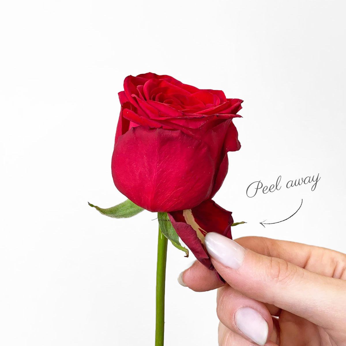 Rose Care Guide How To Care For Red Roses Flower Care Tips LÖV Flowers