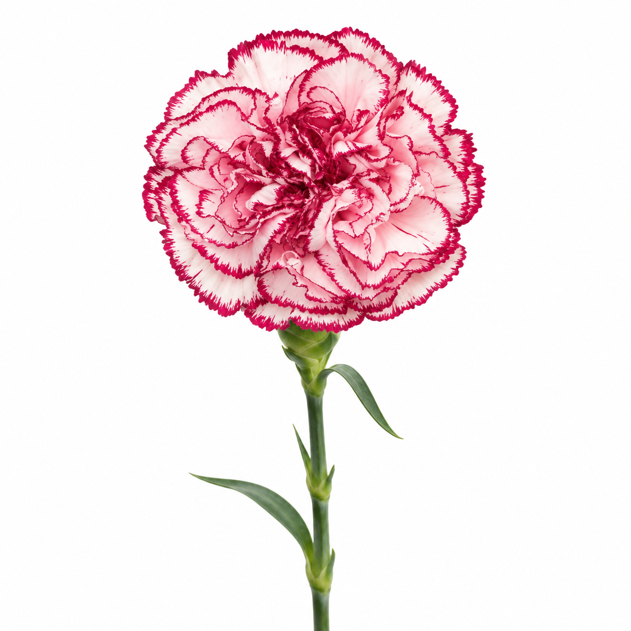 Carnation Kilim