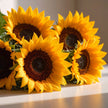 Close-up of sunflower head – golden yellow petals and dark brown centre