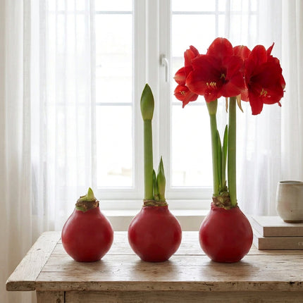 Waxed Amaryllis Bulb