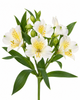 Alstroemeria - cream