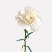 A single white carnation flower with a green stem and leaves, centered against a very light off-white background.