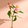 Send long-lasting alstroemerias with free next day delivery included