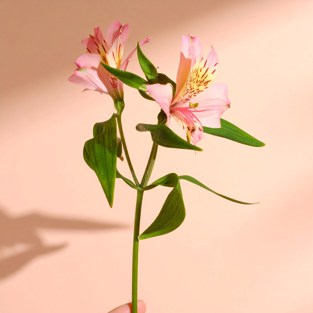 Send long-lasting alstroemerias with free next day delivery included