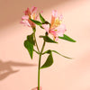 Send long-lasting alstroemerias with free next day delivery included