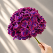 Purple Hydrangea 'Amber' | Premium Hydrangea Stems