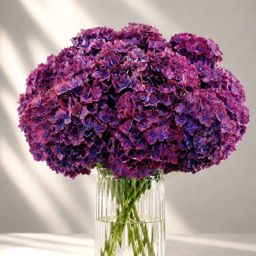 Purple Hydrangea 'Amber' | Premium Hydrangea Stems