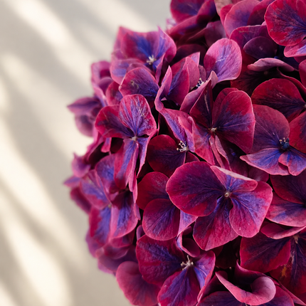 Purple Hydrangea 'Amber' | Premium Hydrangea Stems