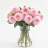 Dahlia ‘Esli’ – Soft Pink