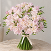 Soft Pink Freesia