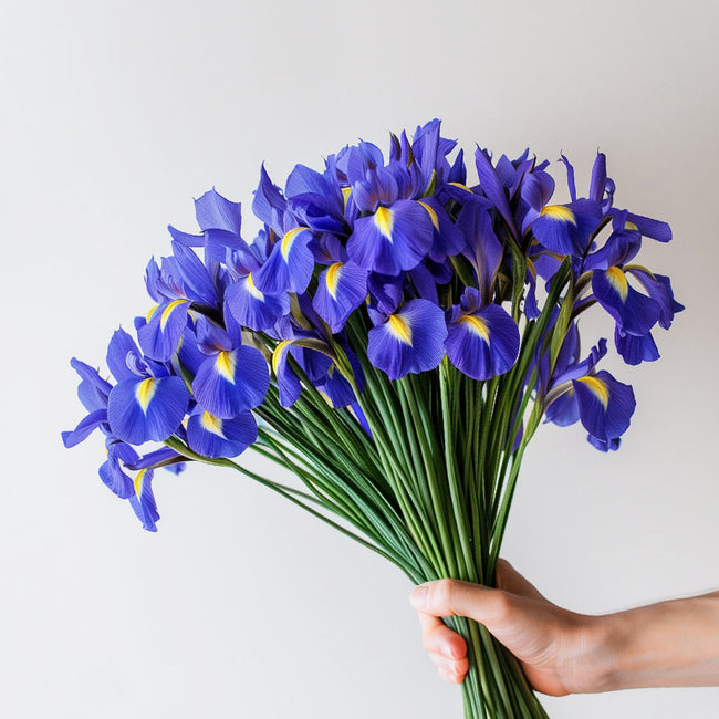 A beautiful bouquet of British grown bright blue and partial yellow Iris flowers. The petals are soft, layered and in full bloom.