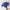 A beautiful bouquet of British grown bright blue and partial yellow Iris flowers. The petals are soft, layered and in full bloom.