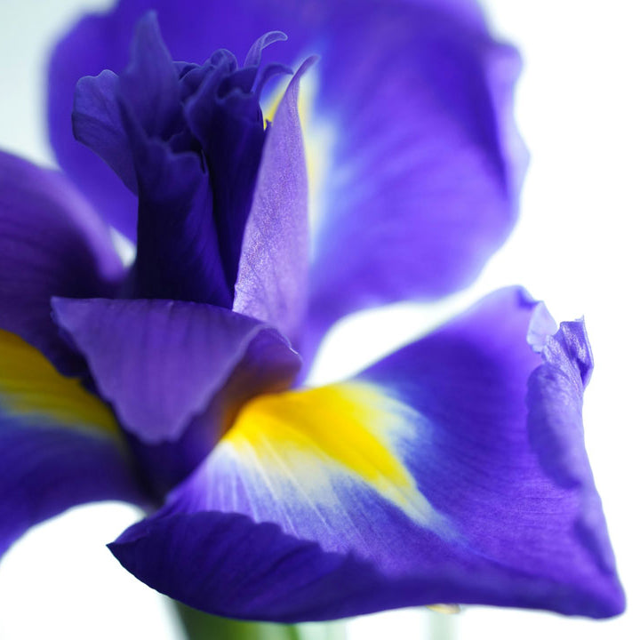 Blue Iris Flowers British Grown Irises