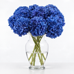 Sapphire Blue Hydrangea
